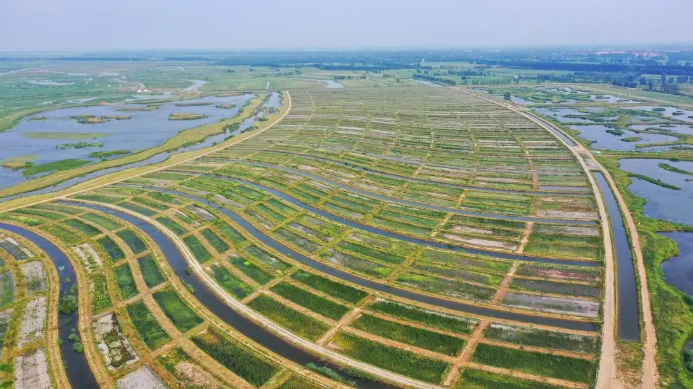 河北實施白洋淀流域水生態監測 進一步加強水生態環境保護